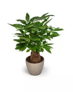 Money Tree