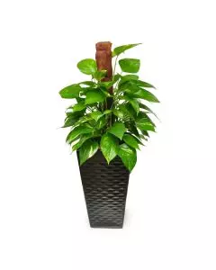 Reception Plant 12M indoor plant