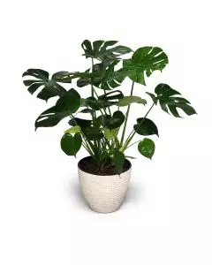 Office Plant 18M indoor plant