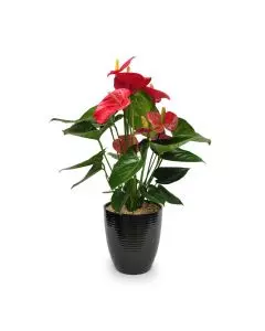 Potted Anthurium 21S indoor plant