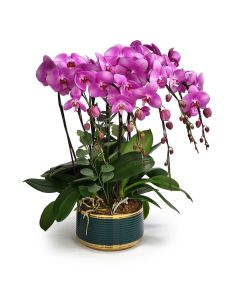 Mini Moth Orchid 4 