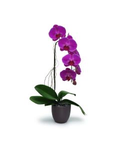 Purple Orchid 